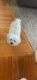 Coton De Tulear Puppies for sale in Stafford, VA 22554, USA. price: $2,500