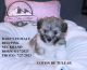 Coton De Tulear Puppies for sale in Sedona, AZ 86336, USA. price: $2,600