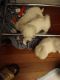 Coton De Tulear Puppies for sale in Memphis, TN, USA. price: $1,500