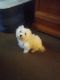 Coton De Tulear Puppies for sale in Fort Wayne, IN, USA. price: $300