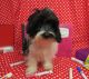 Coton De Tulear Puppies for sale in Hulbert, OK 74441, USA. price: $800