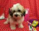 Coton De Tulear Puppies for sale in Hulbert, OK 74441, USA. price: $1,250