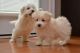 Coton De Tulear Puppies for sale in Dallas, TX, USA. price: NA