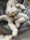 Coton De Tulear Puppies for sale in Dallas, TX, USA. price: NA