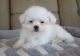 Coton De Tulear Puppies for sale in Chandler, AZ, USA. price: NA
