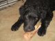 Curly Coated Retriever Puppies for sale in Corning, NY 14830, USA. price: NA