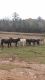 Cypriot Donkey Horses for sale in Ashland, AL 36251, USA. price: NA