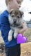 Purple girl puppy
