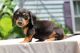 knowledgeable Dachshund Puppies