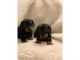 Dachshund Puppies for sale in California St, Denver, CO, USA. price: NA