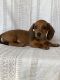 Dachshund Puppies for sale in Carson City, MI 48811, USA. price: $4,000