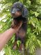 Dachshund Puppies for sale in Mohali 7 Phase, Sector 61, Sahibzada Ajit Singh Nagar, 160062, India. price: 15000 INR