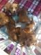 Akc registered smooth dachshund puppies for sale.