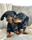 Dachshund Puppies for sale in San Francisco Bay Area, CA, USA. price: NA