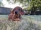 Red AKC dachshund puppy