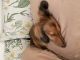 Dachshund Puppies for sale in Vacaville, CA 95687, USA. price: $350