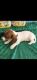 Dachshund Puppies for sale in DeLand, FL, USA. price: NA