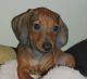 Dachshund Puppies for sale in Wagholi, Pune, Maharashtra 412207, India. price: 10000 INR