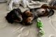 Dachshund Puppies for sale in Las Vegas, NV, USA. price: NA