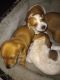 Dachshund Puppies for sale in Barry, TX 75102, USA. price: NA