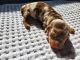 Dachshund Puppies for sale in Rio Linda, CA, USA. price: NA