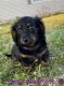 Dachshund Puppies for sale in Adrian, MI 49221, USA. price: NA