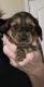 Dachshund Puppies for sale in Middleburg, FL 32068, USA. price: NA