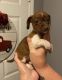 Dachshund Puppies for sale in Roebuck, SC, USA. price: NA