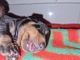 Dachshund Puppies for sale in Porur, Chennai, Tamil Nadu, India. price: 5000 INR