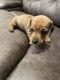 Dachshund Puppies for sale in Lancaster County, PA, USA. price: NA