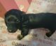 Dachshund Puppies for sale in Akron, OH, USA. price: $950