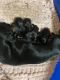 Dachshund Puppies for sale in Killeen-Temple-Fort Hood, TX, TX, USA. price: $800