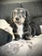 Dachshund Puppies for sale in Kalamazoo, MI, USA. price: $1,900