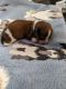 Dachshund Puppies for sale in Tucson, AZ, USA. price: $1,800