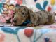 Dachshund Puppies for sale in Lancaster, PA, USA. price: NA