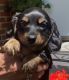 Dachshund Puppies for sale in Akron, OH, USA. price: $800