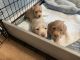 Dachshund Puppies for sale in Wilmington, NC, USA. price: $2,500