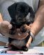 Dachshund Puppies for sale in Shelby, OH 44875, USA. price: $2,500