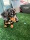 Dachshund Puppies for sale in Phoenix, AZ, USA. price: $1,400