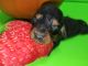 Dachshund Puppies for sale in Arizona State Rte 303, Surprise, AZ, USA. price: NA