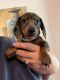 Dachshund Puppies for sale in Charlotte, NC, USA. price: $800