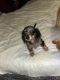 Dachshund Puppies for sale in Greensboro, NC, USA. price: $800