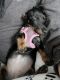 Dachshund Puppies for sale in Milwaukee, WI, USA. price: $2,000