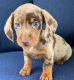 Dachshund Puppies for sale in Charlotte, North Carolina. price: $450