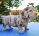 Dachshund Puppies for sale in Charlotte, North Carolina. price: $500
