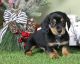 Dachshund Puppies for sale in Denver, Colorado. price: $400