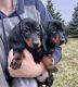 Dachshund Puppies for sale in Carson City, MI 48811, USA. price: $3,000