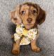 Dachshund Puppies for sale in Detroit, Michigan. price: $500