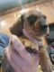 Dachshund Puppies for sale in Surprise, Arizona. price: NA