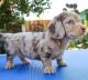 Dachshund Puppies for sale in Columbus, Ohio. price: $400